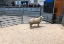 Texel ewes topped the Quoybrae sale at £225