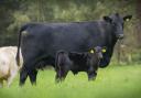 Aberdeen Angus calf registrations grow again