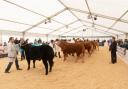 Beef Expo will take place at North West Auctions, J36 on April 27