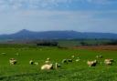 Ewe won't believe the stunning views at Whiteley Farm
