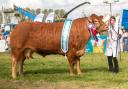 Overall champion of champions was the any other continental, Grahams Ruth from Robert and Jean Graham