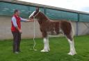 Taking the supreme championship was the unnamed colt foal from Harry Emerson
