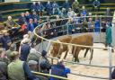 Craig Wilson Auction at Ayr so a busy ringside of people for the Store sale on Tuesday  Ref:RH12116431..