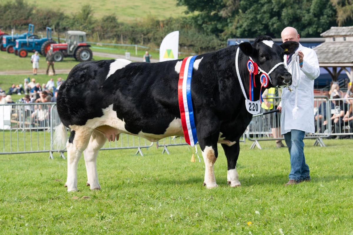Overall beef champion was the British Blue from A and E Hartley  Ref:RH090921106  Rob Haining / The Scottish Farmer...