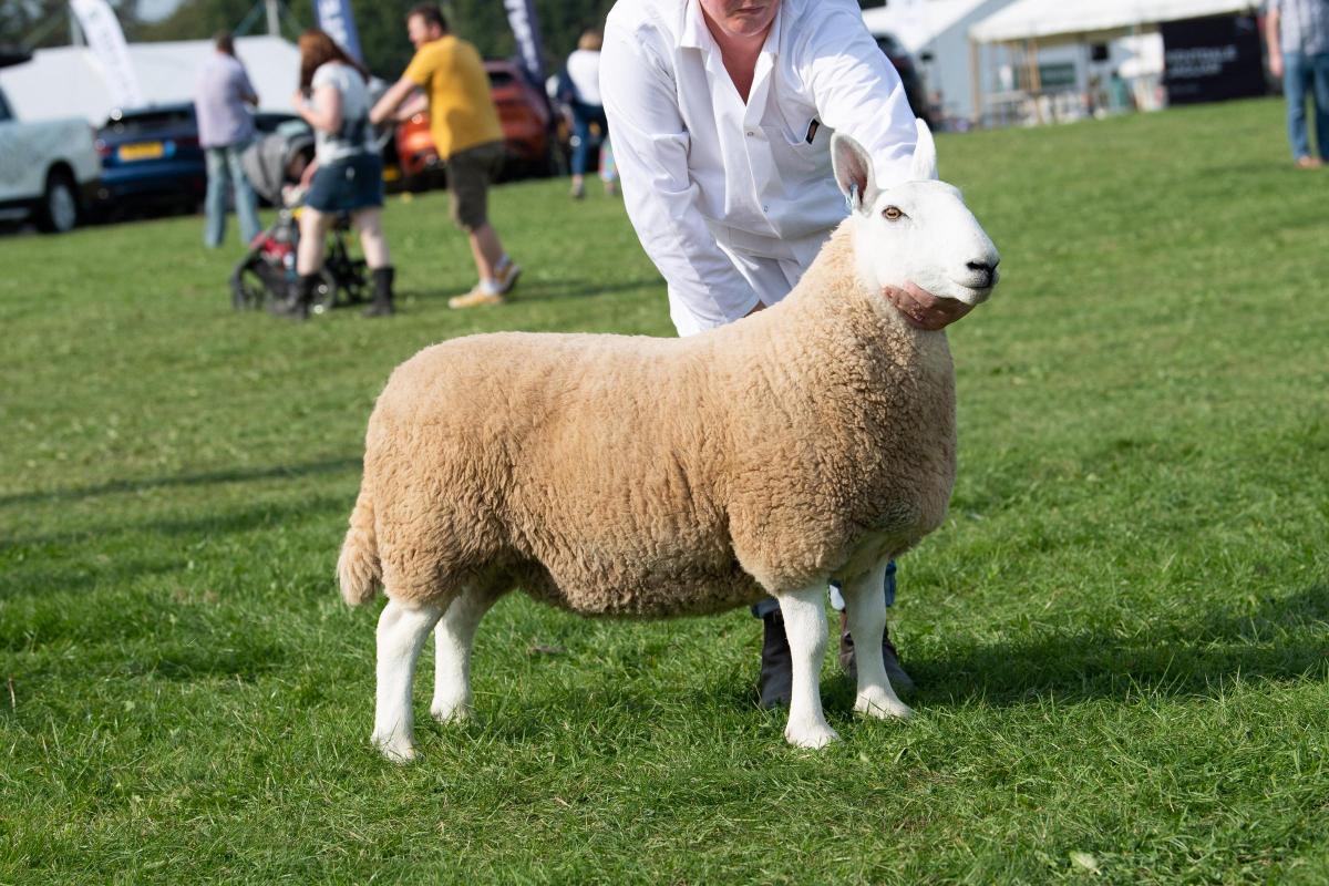 Park type North Country Cheviot champion was from Clare  I'Anson Ref:RH080921038  Rob Haining / The Scottish Farmer...