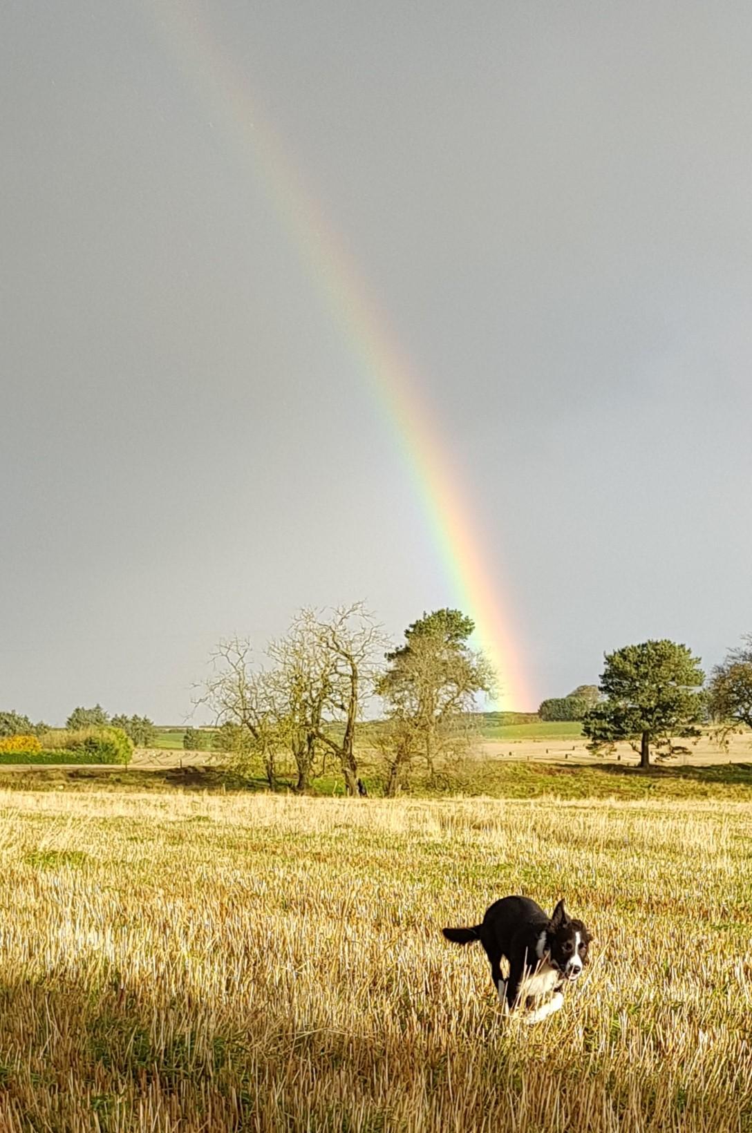 Jillian Eunson - This is 20wk old Nell, out for her morning walk and recall practice. Hunting out the pot of gold