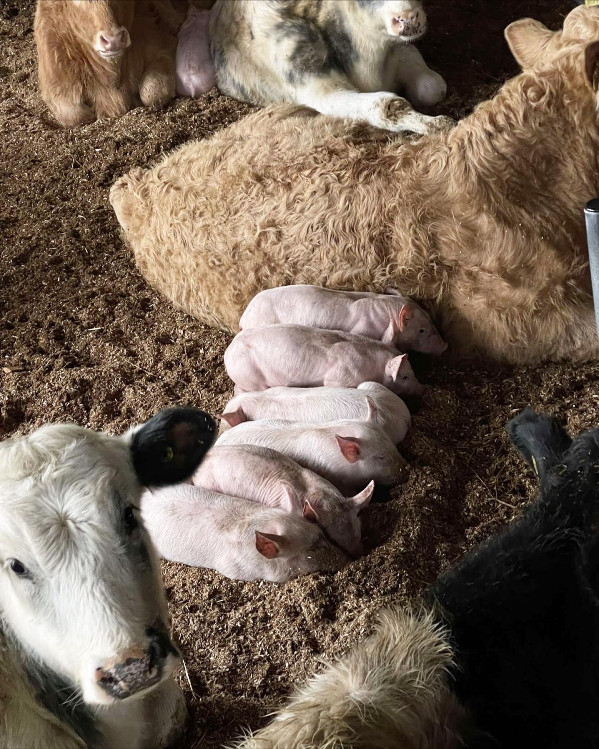 Helen Harrower - Our escapee piglets found a strange but cosy spot to snuggle up.