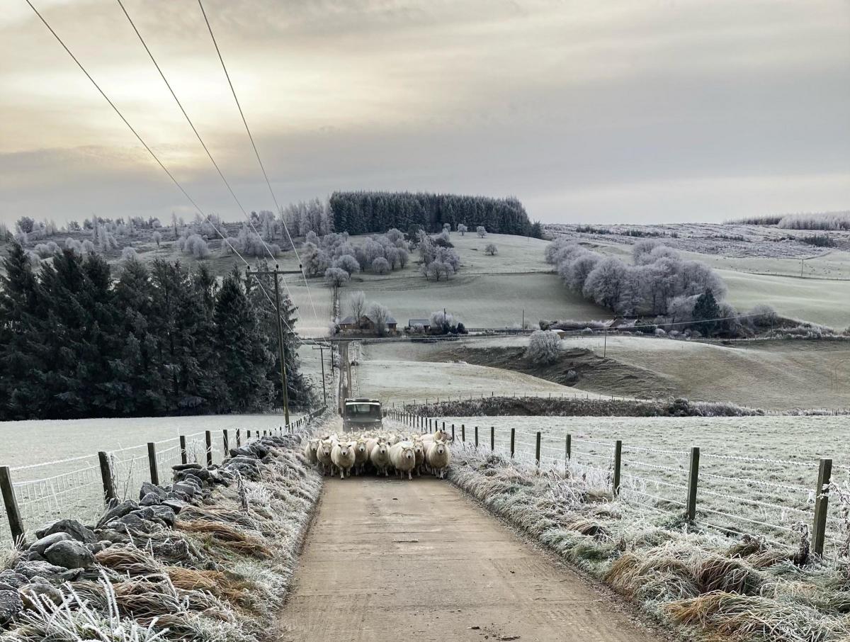 Katelyn Keir -The Keir Family shifting sheep on a frosty morning in Glenkindie, Aberdeenshire