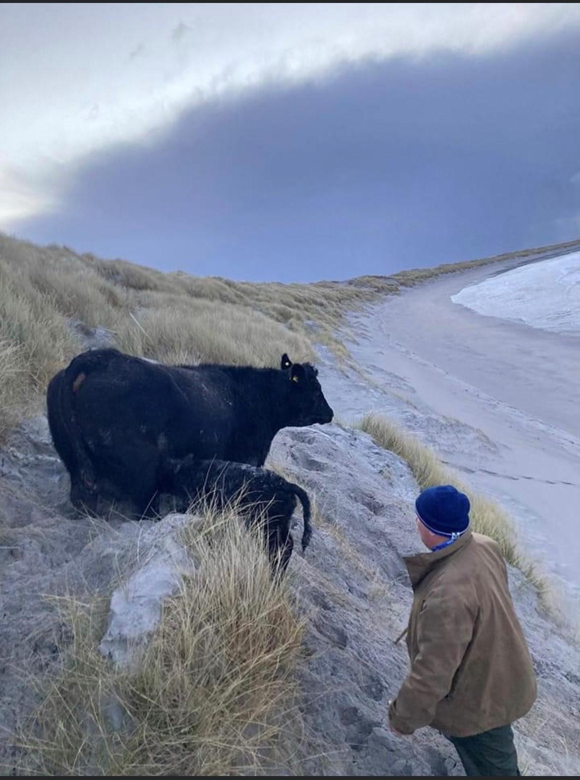 Bethan MacLellan (Isle of Uist) - 'Can be challenging when cows decide to calve in the sand dunes.' 