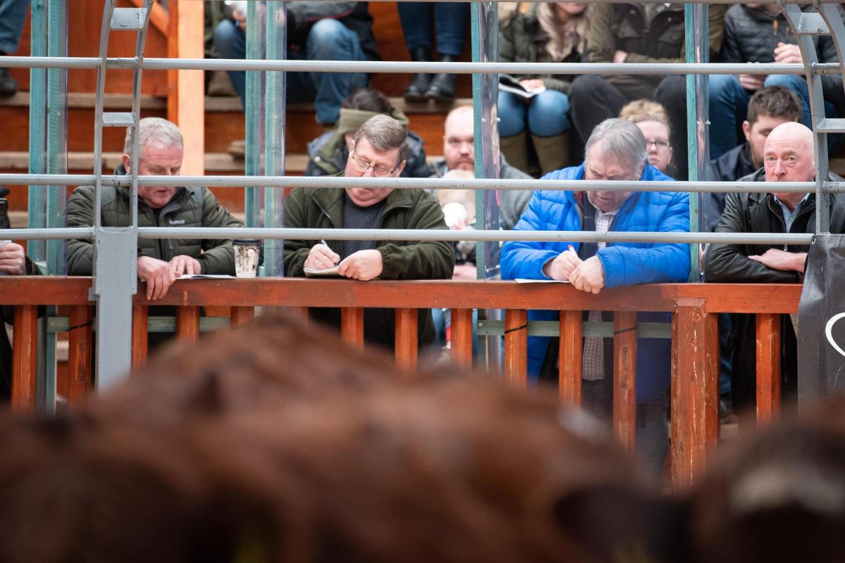 Eyes down for a full house, as buyers and spectators gather for the sale of Luings at Castle Douglas Ref:RH110222093  Rob Haining / The Scottish Farmer...