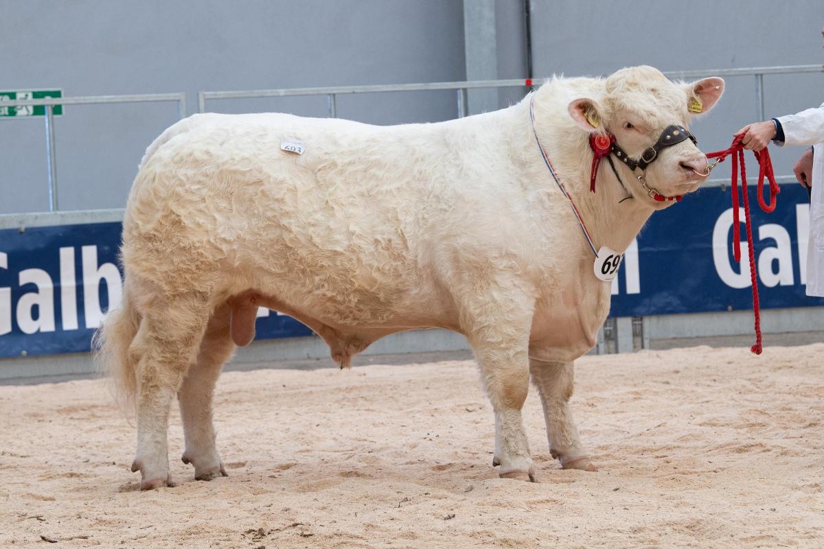 Elrick Reignition from the Massie famliy sold for 9000gns Ref:RH220222055  Rob Haining / The Scottish Farmer...