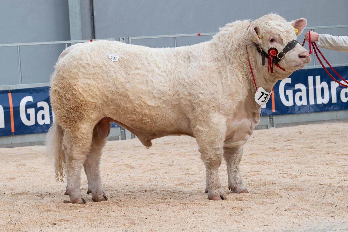 Selling for 21,000gns was Goldies Rocky from Hamish Goldie  Ref:RH220222063  Rob Haining / The Scottish Farmer...