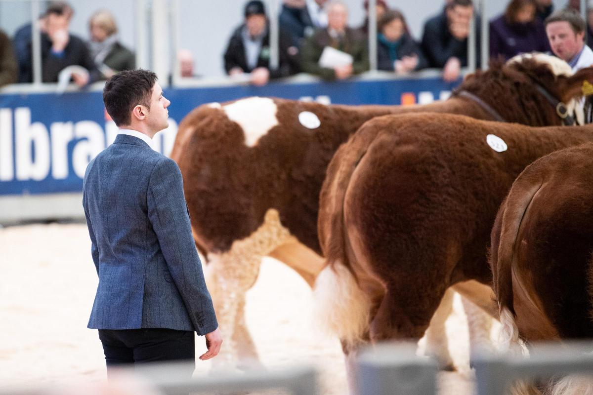 Andrew Clarke was the Judge for the Simmental classes at Stirling Bull sales  Ref:RH200222092  Rob Haining / The Scottish Farmer...