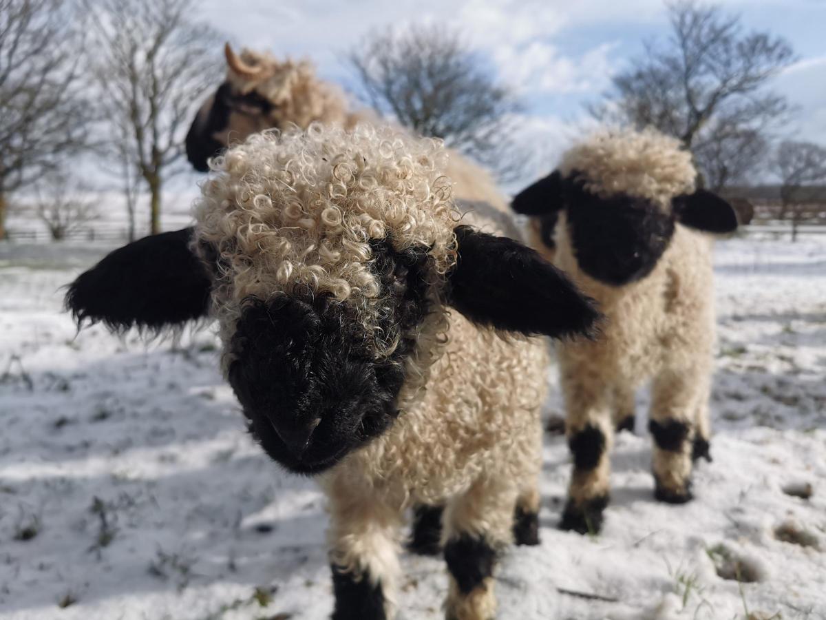 Samantha and Ed (Cornabus Farm) - Valais first Experience of Snow on Cornabus Farm, Isle of Islay