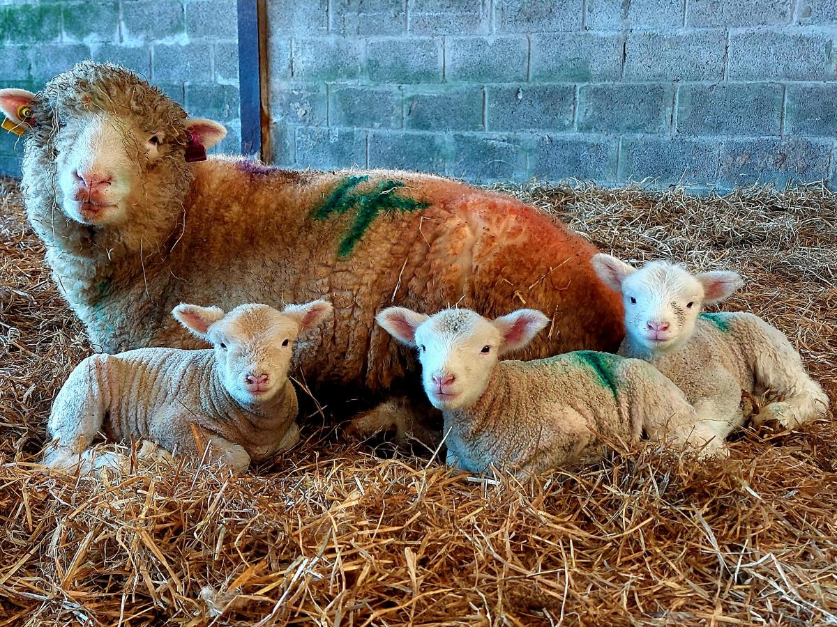 Thomas Roper - Photo from the Fell View Dorset lambing shed in Cumbria, The Fell View flock belong too 11 year old Clayton Roper.