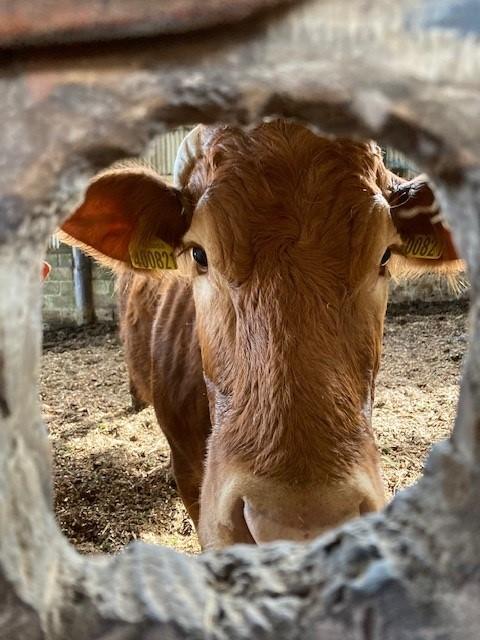 Sheila Kerr - Through the keyhole! Who would live in a shed like this - Madeleine my pet cow looking out for me!