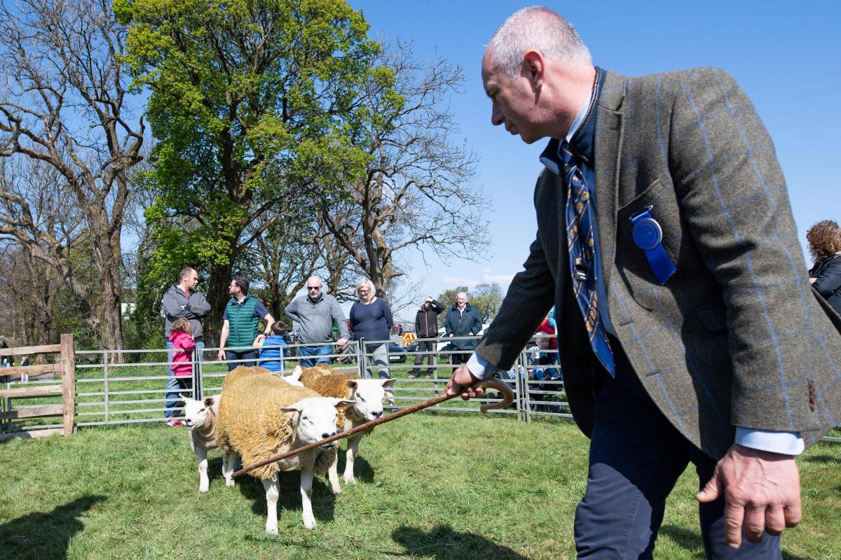 Judge Mungo Guthrie goes round the ring one final time before selecting his Texel champion at Beith show  Ref:RH230422078  Rob Haining / The Scottish Farmer...