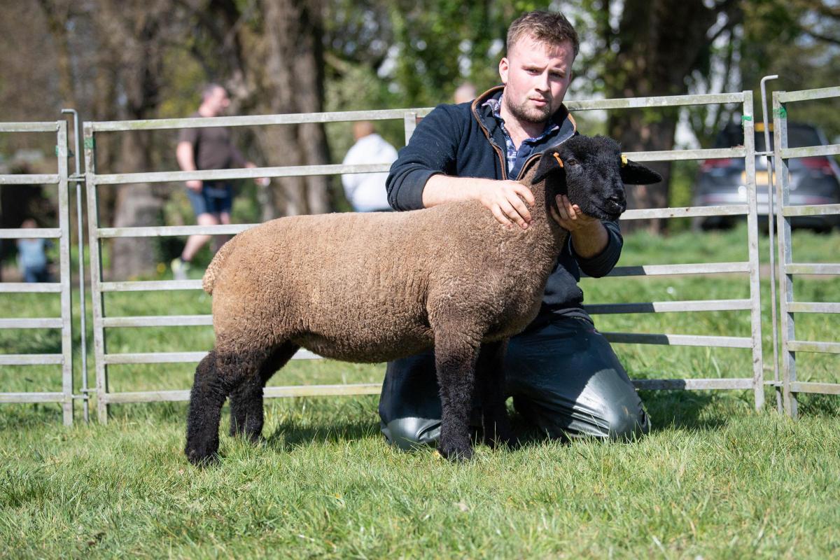 Champion Suffolk was from the Rigfoot flock Ref:RH230422081  Rob Haining / The Scottish Farmer...