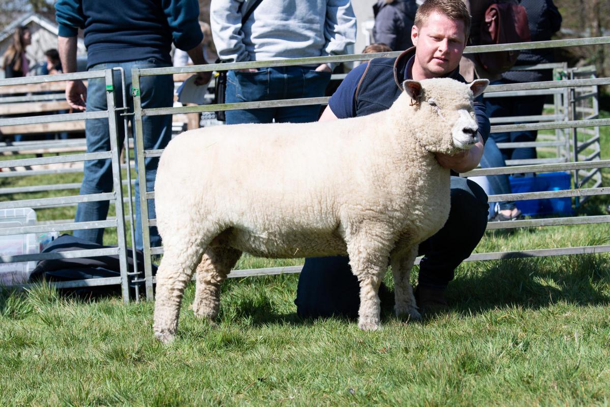 Native champion was the Ryeland from from Douglas Stainton  Ref:RH230422084  Rob Haining / The Scottish Farmer...