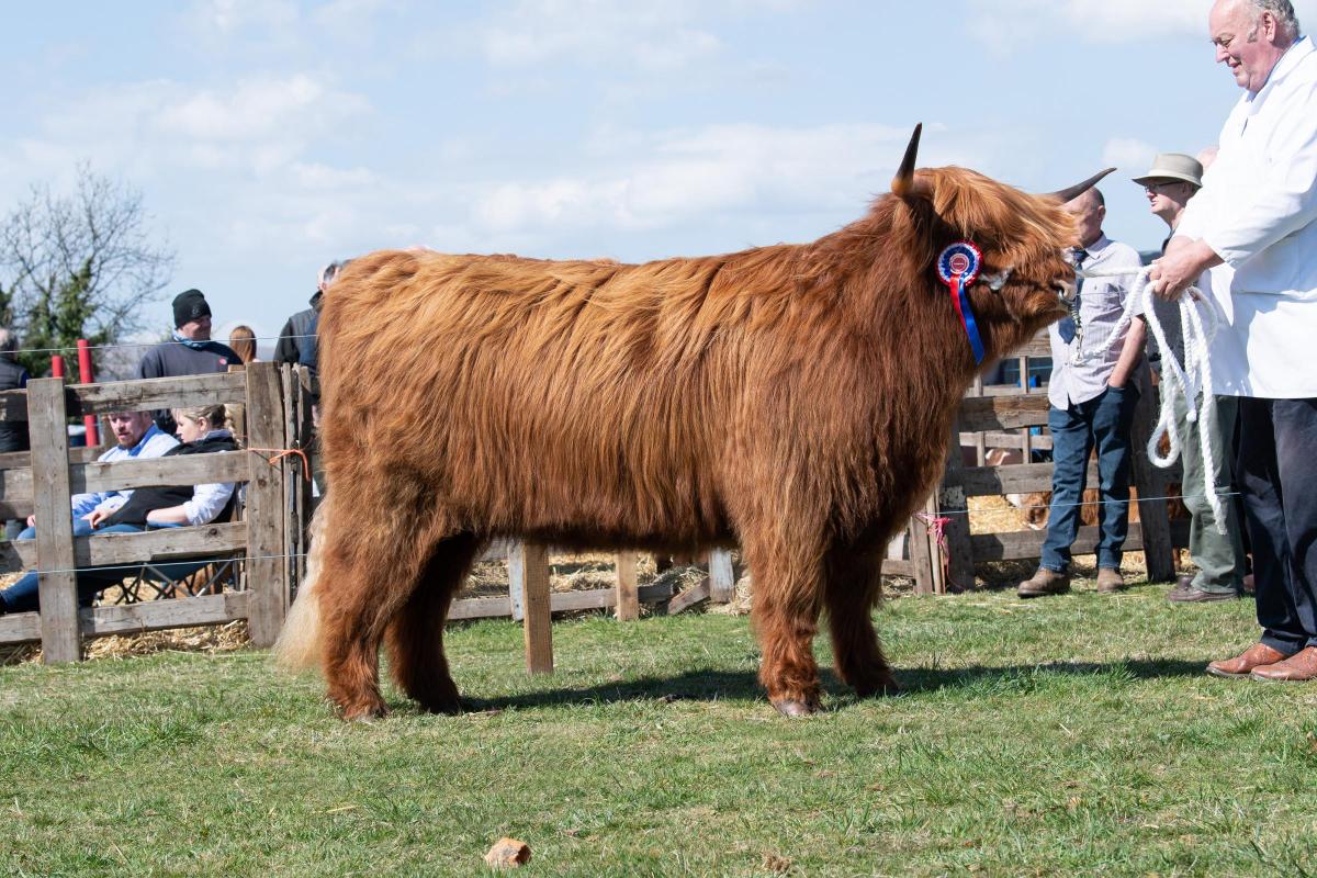 Highland cattle champion was from Alan Prentice Ref:RH230422094  Rob Haining / The Scottish Farmer...
