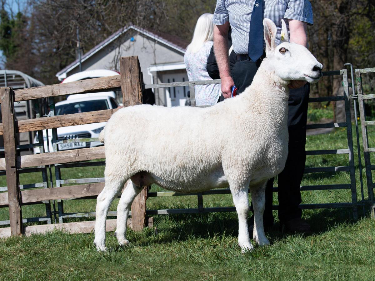 Sheep inter-breed champion was the Border Leicester from Duncan Whyte Ref:RH230422082  Rob Haining / The Scottish Farmer...