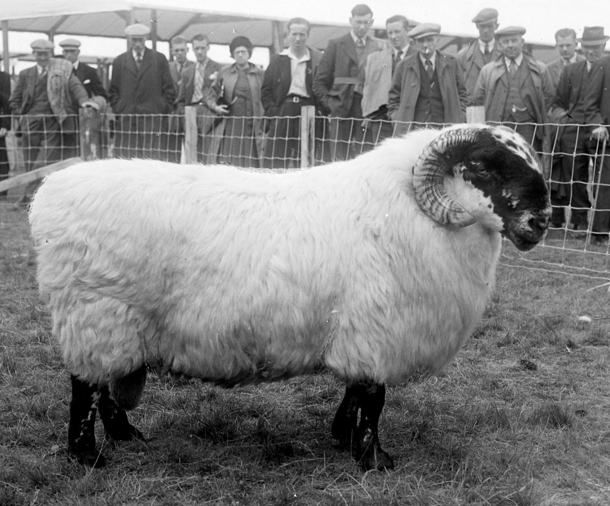 Blackface Ram (3 shear) champion at H. and  A.S. 1968 [Candacraig Blackface Ram, champion at H. and A.S. Inverness, June 1948.
