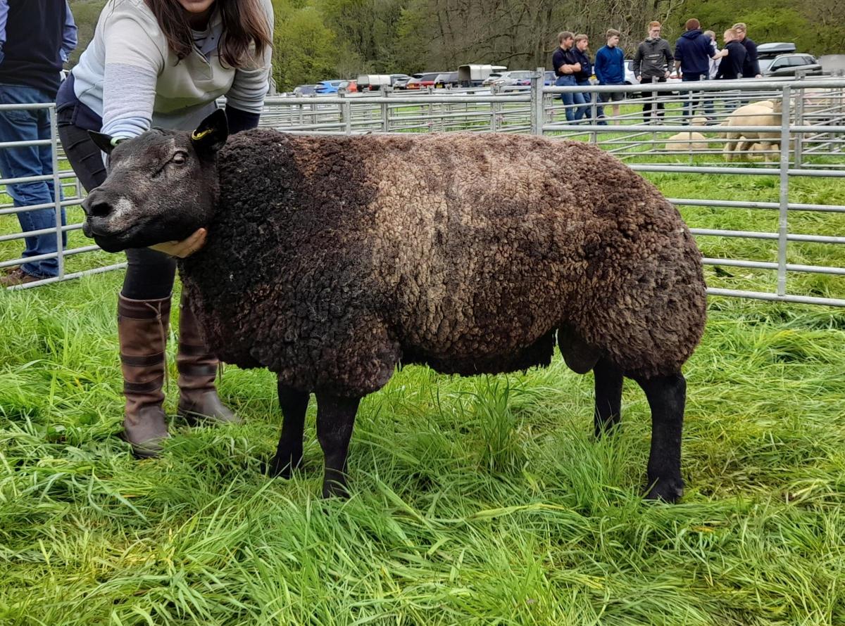 Best amongst the Suffolk and any other continental breeders was Matt's Ee By Gum, a Blue Texel from Andrew Struthers and Morag Young