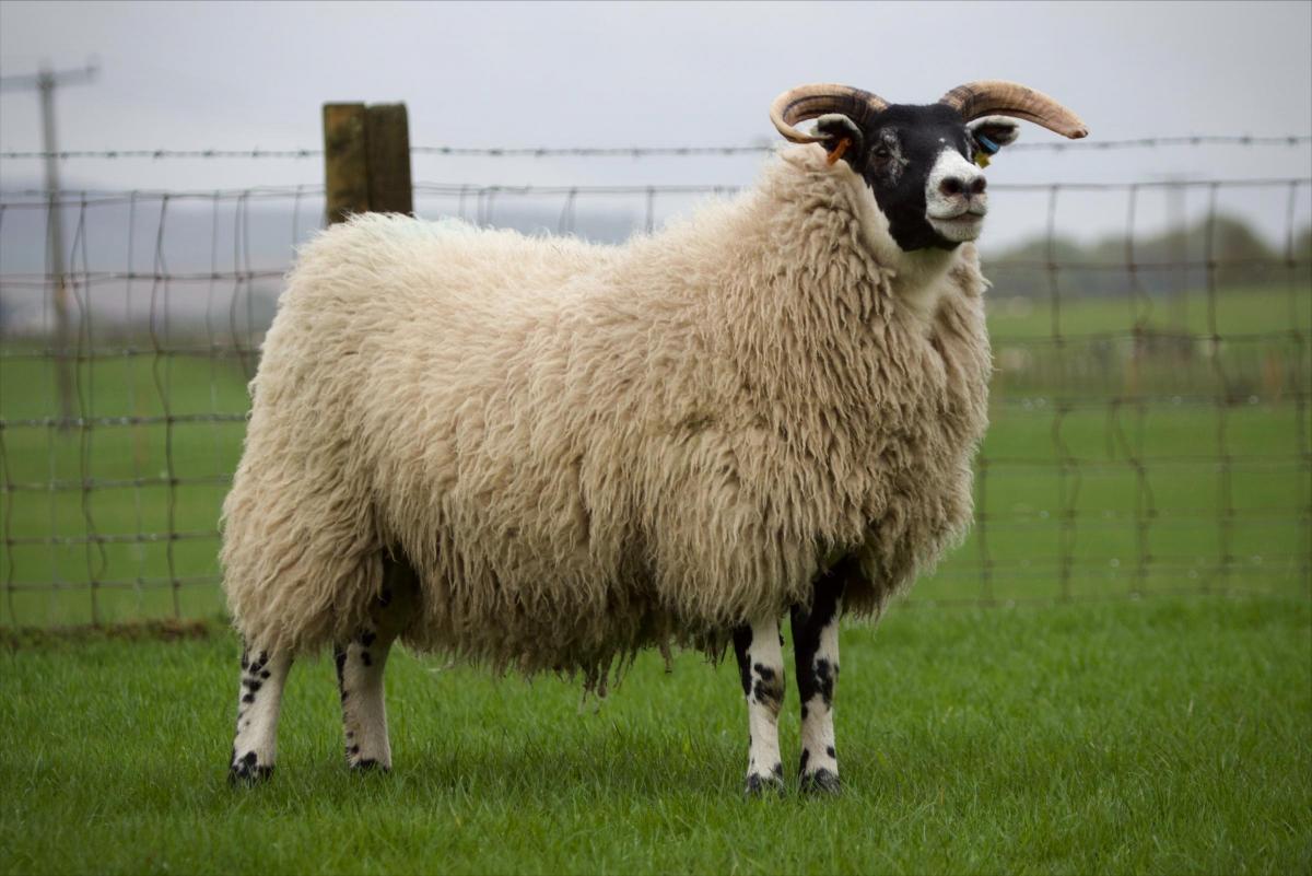 Supreme Blackface was the ewe hogg from Upper Wellwood
