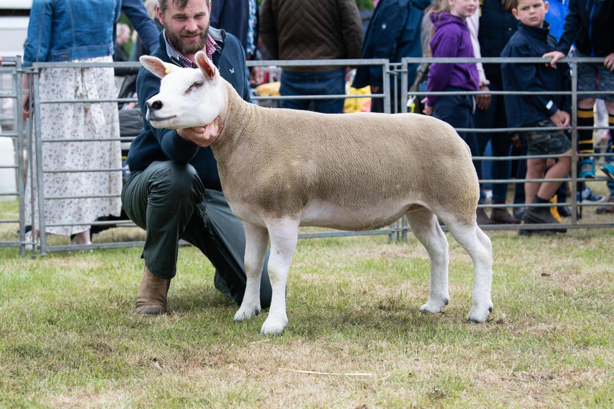 The Texel from the Campbell brothers stood overall sheep champion  Ref:RH210522354  Rob Haining / The Scottish Farmer...