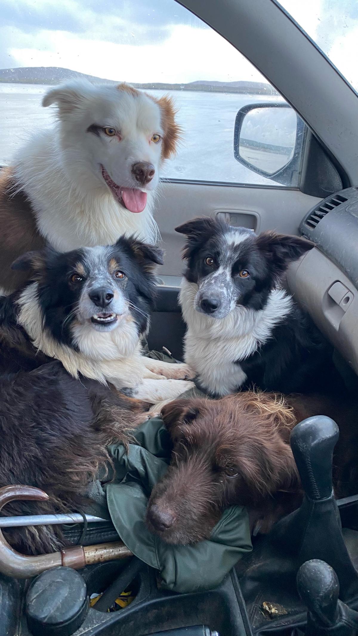 Carianne MacDonald (Ardbhan Fold, North Uist) - Muttley Crew - Ace, Nan, Gem & BB - riding shotgun in the pickup to avoid the angry hail showers
