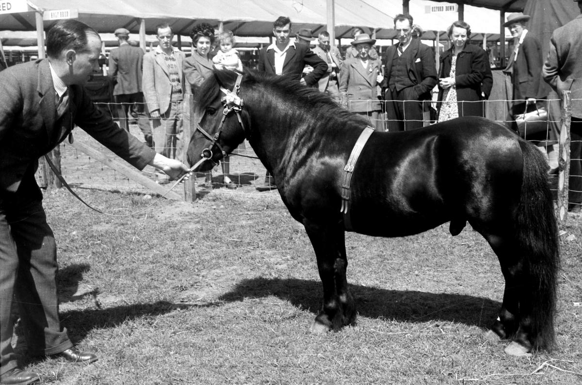 Shetland Pony (W. Sleigh, St Johns Wells taken at Dundee H. and  A.S. [Wells Prefect] Dundee, Angus. June 1949.