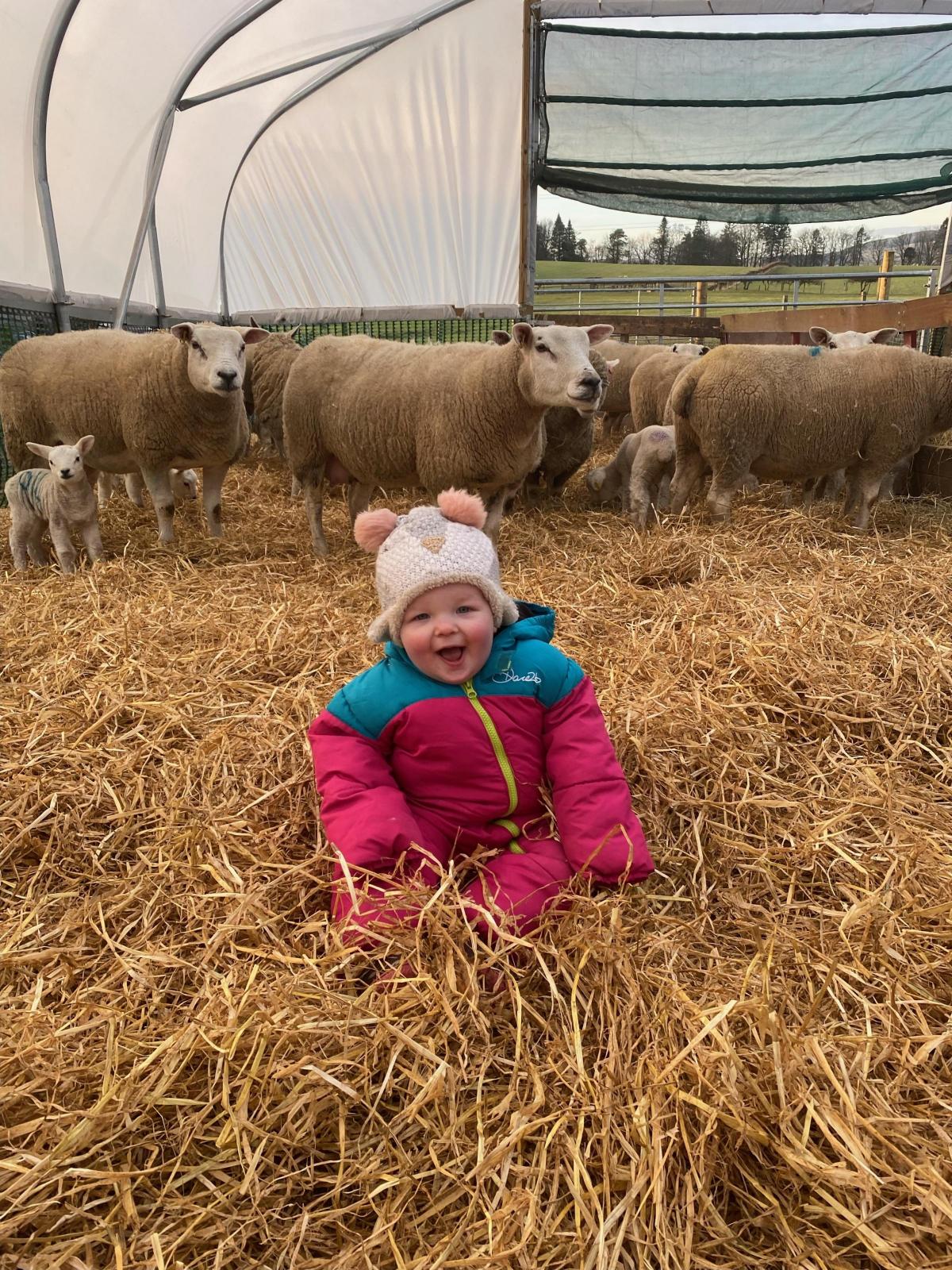 Fiona Harley - Our youngest daughter Nairn Harley, age 1, checking in on the Texel ewes and lambs in the polytunnel at home at Craiglaw Farm, Rumbling Bridge