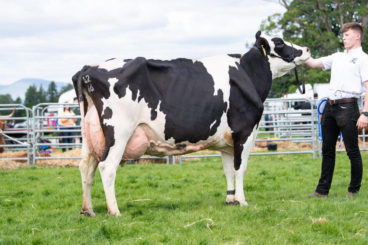 Champion in the Dairy section was the cow from the Hamiltons Ref:RH280522114  Rob Haining / The Scottish Farmer...