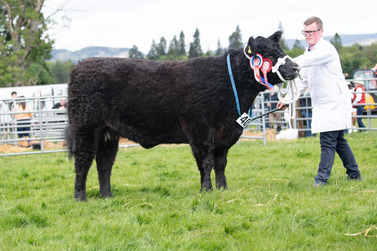 The Galloway from 3G Galloways stood champion and reserve overall beef Ref:RH280522113  Rob Haining / The Scottish Farmer...