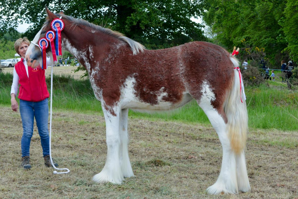 Champion Clydesdale was this filly, Elizabeth