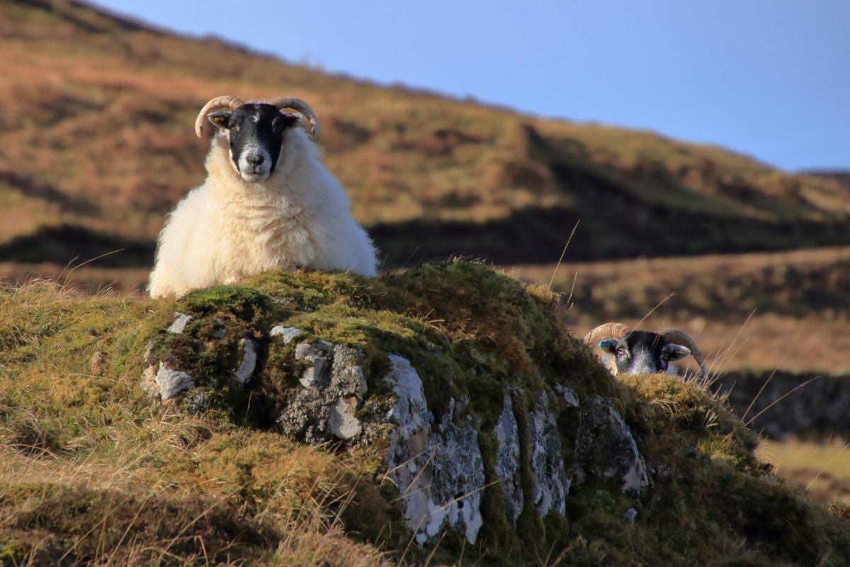 Drimin Estate - Black Face Ewe’s soaking up the spring sunshine yesterday ( Morvern, West Coast Scotland)