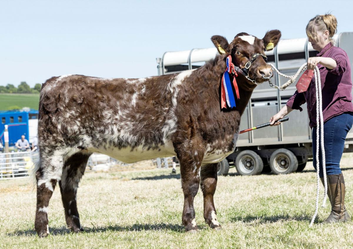 Beef Shorthorn champion was this heifer from Richard and Carol Rettie