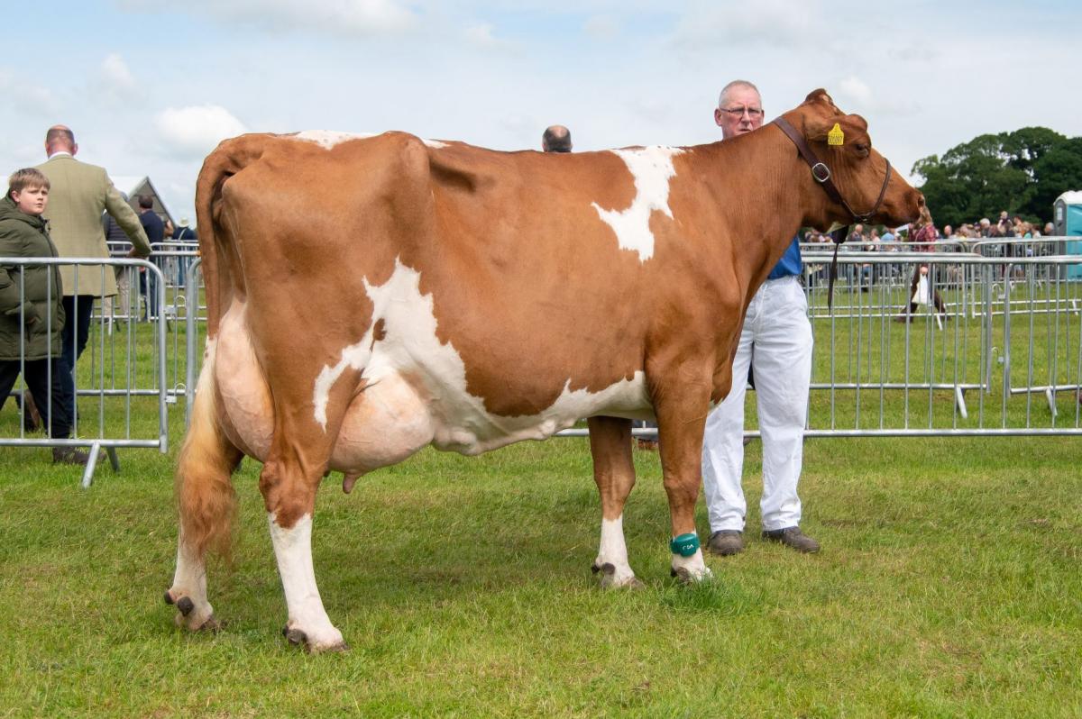 Inter-breed dairy champion from D and C Sanderson