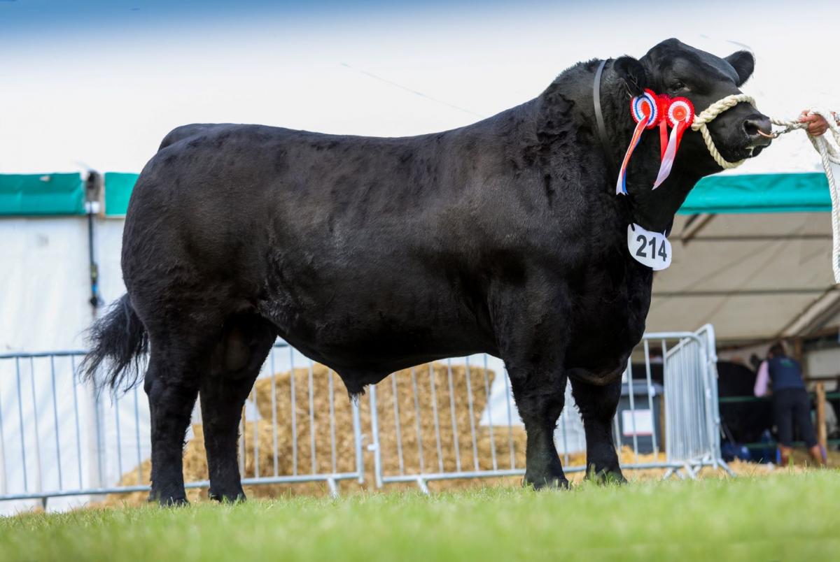 Native champion was the Aberdeen-Angus best from Stouphill