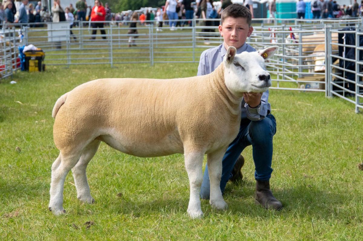 Texel champion, inter-breed sheep and overall champion of champions from Proctors Farm