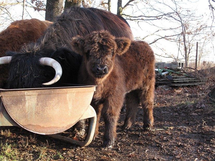 Lisa Bryson - My favourite cattle are the Scottish Highlands. Here's a few of mine. My favourite is Megan at the feed trough with her Mama and the others