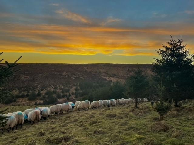 Elliott Bowman - Our ewes having there 19% ewe rolls here at Mid Cragabus on a lovely end to the day