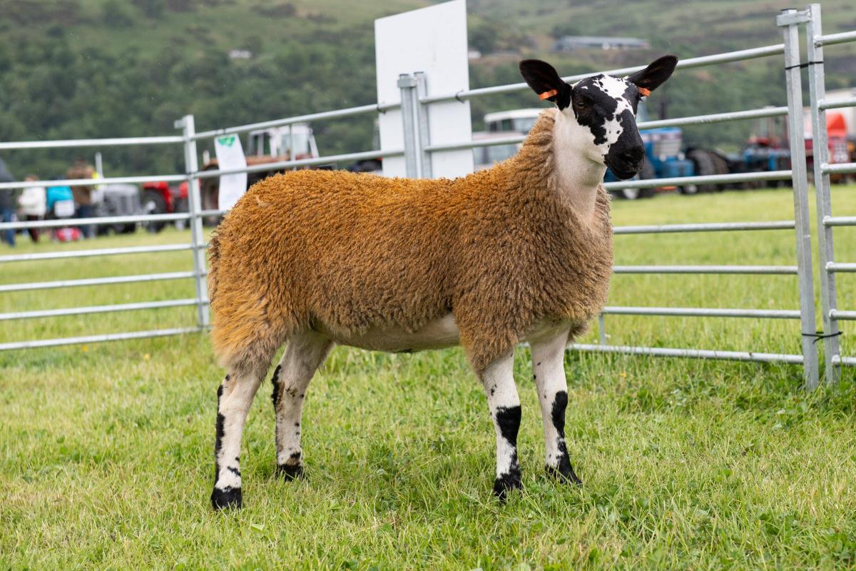Mule champion was the ewe lamb from David Gray  Ref:RH110622183  Rob Haining / The Scottish Farmer...