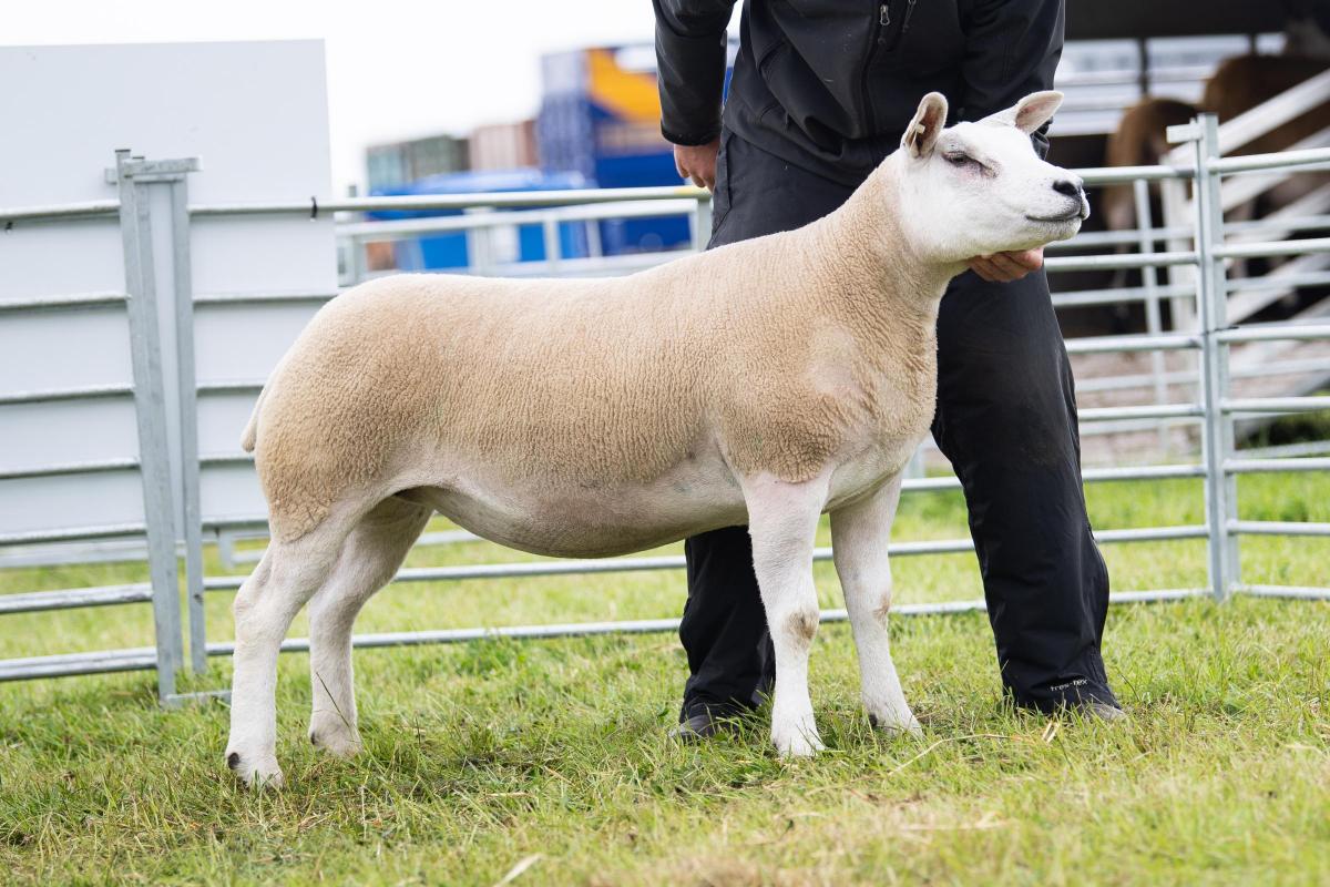 Winning the overall sheep championship was the Texel from Archie and John MacGregor Ref:RH110622197  Rob Haining / The Scottish Farmer...
