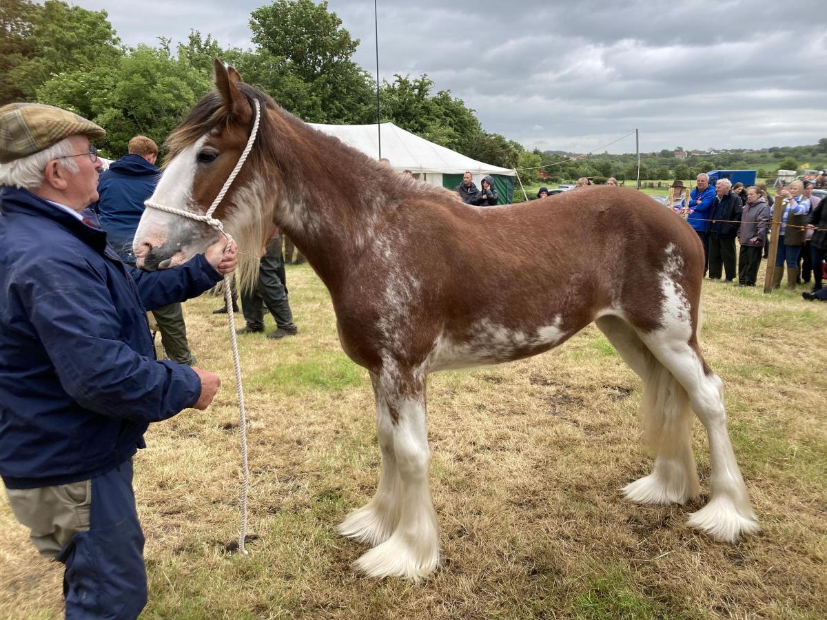 Clydesdale champion from A and E Campbell