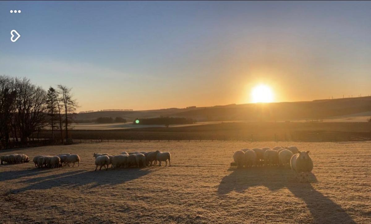 Emily Paterson - Sunrise with the ewes