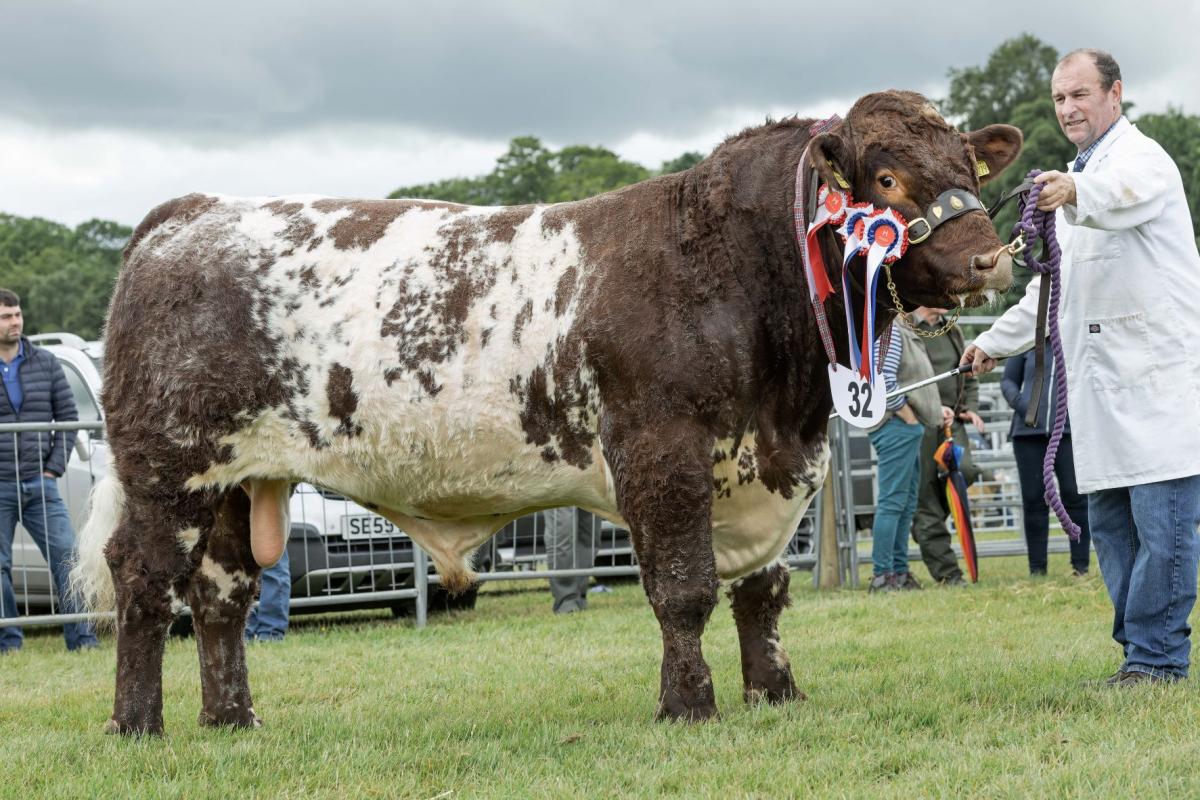 Gerald and Morag Smith's Drumsleed Rosco, a Beef Shorthorn was any other native champion