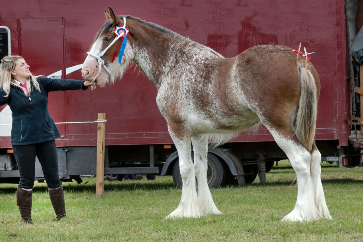 Tulloes Emily was Clydesdale champion and reserve supreme horse for Jim Greenhill