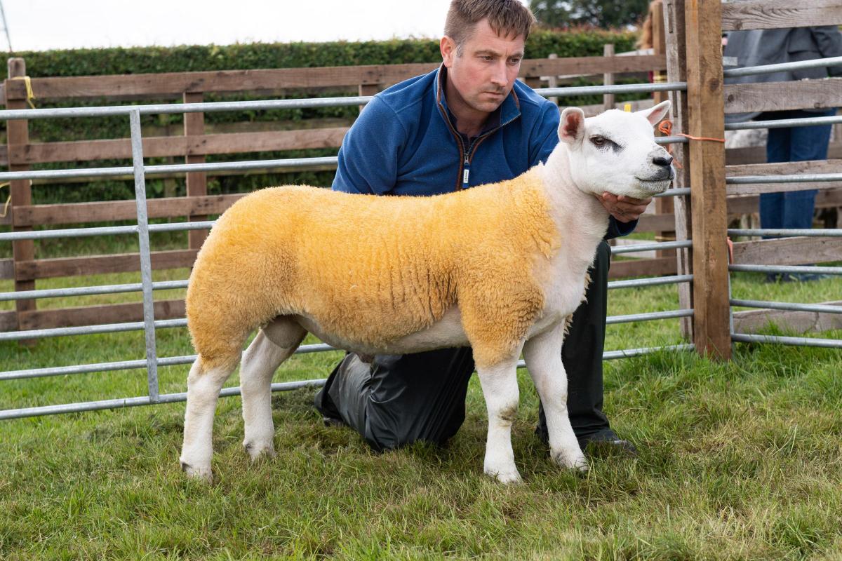 Texel champion from Richard Close stood reserve in the sheep section Ref:RH180622068  Rob Haining / The Scottish Farmer...