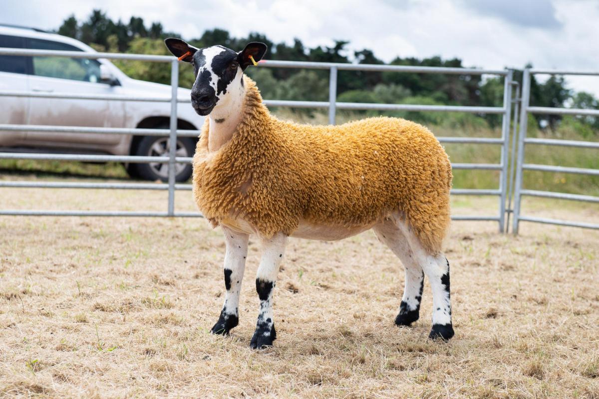 Scotch Mule champion was ewe lamb from Jen McCaskill  Ref:RH020722067  Rob Haining / The Scottish Farmer...